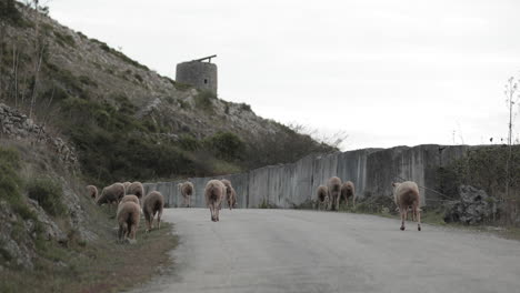 Sheep-Flock-Along-The-Rural-Road-Near-A-Rocky-Hill-In-Serra-de-Aire-e-Candeeiros-Natural-Park-In-Portugal---Medium-Shot