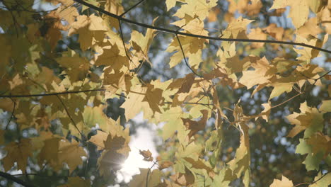 Blick-Nach-Oben-Durch-Herbstblätter-Und-Sonnenlicht.-Statisch