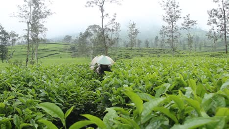 Die-Aktivitäten-Der-Teegartenbauern-Während-Der-Erntezeit