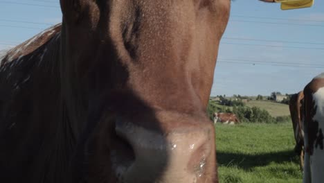 Brown-cow-looking-over-wall-close-up-of-nose