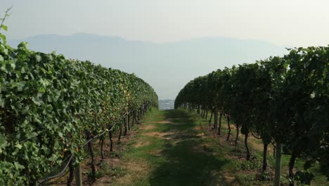 Walking-through-a-vineyard-in-Kelowna,-British-Columbia-with-a-smokey-mountain-background-due-to-forest-fires