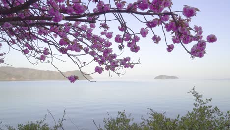 Flores-De-Cerezo-Japonesas-Con-Vistas-A-Un-Hermoso-Lago