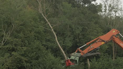 Tree-shears-cutting-thin-tree-digger-excavator-swings-around-drops-on-pile