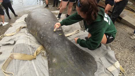 manatee-rescue-team-girl-using-chalk-to-mark-certain-injuries