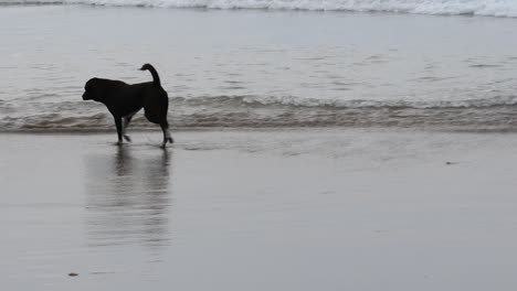 Hunde-Laufen-Am-Strand