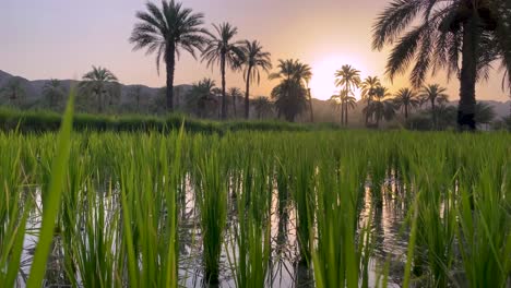 Rice-paddy-beautiful-sunrise-over-the-mountains-and-date-palm-trees-garden-in-a-calm-morning-in-a-rice-paddy-field-with-green-grass-full-of-water-in-Baluchistan-in-Iran