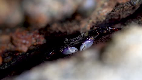 A-crab-showing-pincers-in-between-rocks-on-a-beach-in-New-Zealand