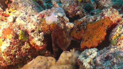 Reef-octopus-sitting-between-coral-rocks-and-changing-color