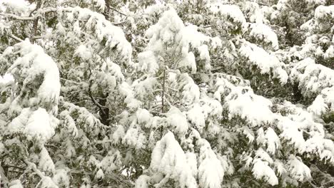 A-thick-layer-of-snow-covering-the-green-needles-of-pine-trees-as-snow-continues-to-fall