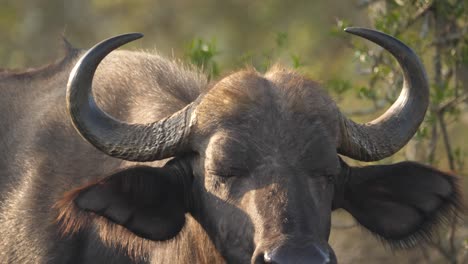 Close-up-shot-of-an-adult-female-cape-buffalo-looking-directly-at-the-camera