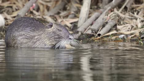 Close-view-of-coypu-eating-in-shallow-water-as-another-swims-past