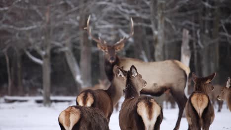 female-elk-look-at-bull-winter-slow-motion-snow-falling