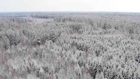 Plain-shot-of-a-white-winter-forest,-snow-covered-trees-filmed-by-a-drone-in-a-slow-flight-foreward---idyllic-nature-scenery-in-southern-bavaria,-germany