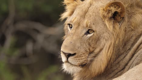 Nahaufnahme-Des-Gesichts-Eines-Männlichen-Löwen-In-Der-Savanne,-Selektiver-Fokus