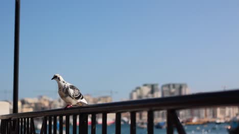 Weiße-Taube-Auf-Einem-Geländer-In-Einer-Mediterranen-Stadt-Im-Sommer