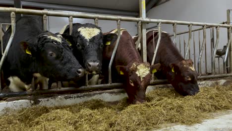 Group-of-black-and-brown-norwegian-cows-in-separate-grid-eating-fresh-hay