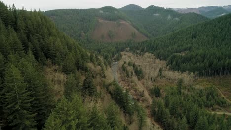 Soaring-down-the-Washougal-River-Valley-above-evergreen-trees-in-Southwest-Washington