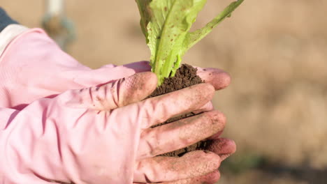 Der-Landwirt-Verdichtet-Den-Boden-Zur-Salatpflanze,-Um-Sie-An-Einem-Sommertag-Anzupflanzen