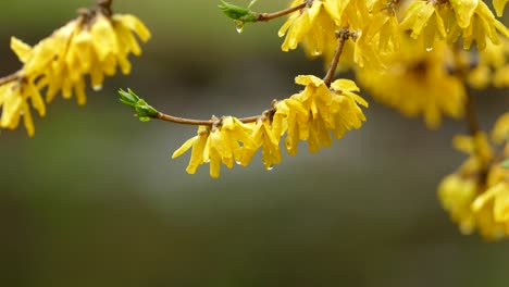 Closeup-beautiful-blooming-yellow-flowers-on-a-tree-with-water-drops-about-to-fall