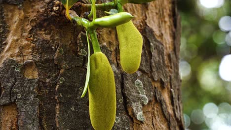 Static-shot-of-small-unripe-jack-fruit-or-jackfruit-hanging-from-jack-tree