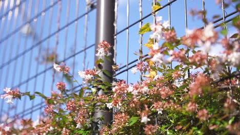 Kolibrischwärmer-Trinken-Nektar-Aus-Weißen-Blüten