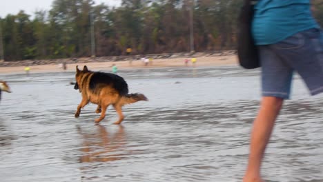 Playful-young-German-shepherd-dog-chasing-and-running-after-a-stray-dog-on-beach-in-Mumbai-video-background-|-German-shepherd-dog-playing-on-beach