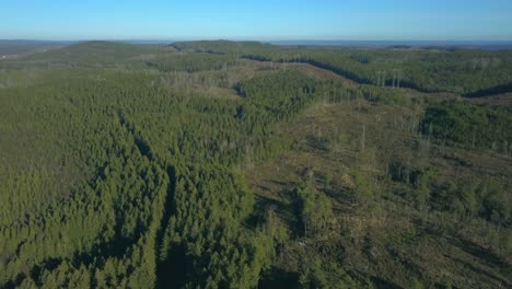 Bosque-Nórdico-Con-Deforestación-Tala-Rasa