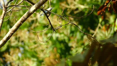 Pájaro-Blanco-Y-Azul-En-Las-Ramas-De-Los-árboles
