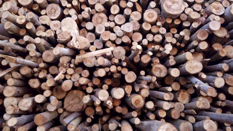 Pile-of-cut-wood,-pine,-eucalyptus