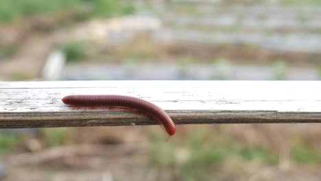 The-Keluwing-or-Red-Milipede-is-walking-on-bamboo