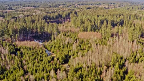 Flying-backwards-over-a-green-and-bare-forest,-wide-view-aerial-shot-at-the-pure-nature