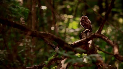 A-small-brown-spotted-owl-perched-on-a-tree-limb-in-the-shadows-of-the-forest
