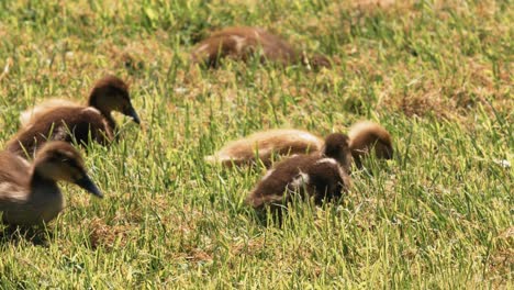 Group-of-Ducklings-in-Park-Grass-on-Sunny-Summer-Day