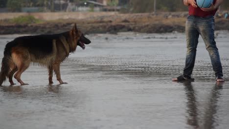 Aggressiver-Junger-Deutscher-Schäferhund-Bellt-Und-Spielt-Mit-Dem-Besitzer-Am-Strand-In-Spielerischer-Stimmung-Und-Fröhlicher-Stimmung-|-Deutscher-Schäferhund,-Der-An-Einem-Strand-Mit-Besitzer-Oder-Trainer-Spielt-Mumbai,-15-03-2021