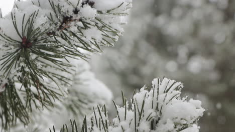 Smooth-traveling-Closed-frame-in-slowotion-of-a-pine-tree-as-snow-accumulates-it