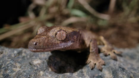Baby-crested-gecko-turns-head-and-licks-lips