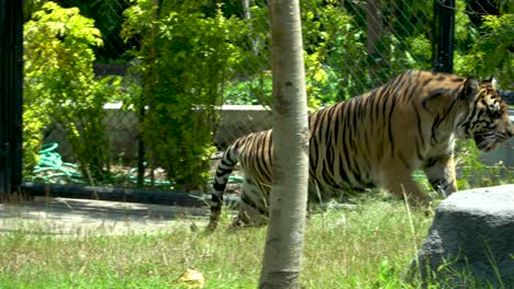 Tigre-De-Sumatra-Camina-Y-Se-Acuesta-A-Descansar-A-La-Sombra,-Gembira-Loka-Zoo,-Yogyakarta