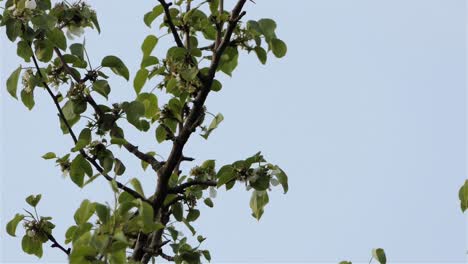 Pájaro-Posado-En-La-Rama-De-Un-árbol