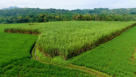 Growing-sugar-cane,-green-rice-fields-aerial-scenery,-Java,-Indonesia