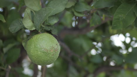 Green-Lemon-Bouncing-In-Tree---close-up