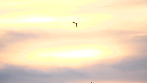Ein-Fischadler-Fliegt-Durch-Goldbeleuchtete-Wolken-Mit-Rosa-Farbtönen-Am-Rand