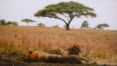 Lion-and-lioness-resting-calmly-in-savanna,-acacia-tree-in-background