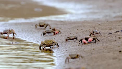 Neohelice-granulata-crabs-crawl-by-water-line-on-beach,-ground-view