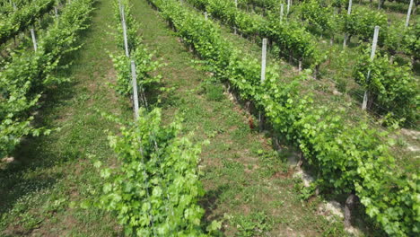Vineyards-agriculture-cultivation,-wine-farming-production