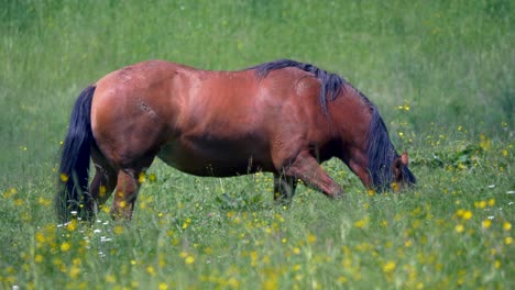 Pretty-brown-horse-grazing-on-green-grass-field-during-sunny-day-in-nature,close-up