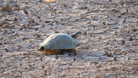 Turtle-basks-in-the-hot-sun-in-a-dried-up-pond