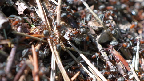 Macro-shot-of-many-ants-buildin-anthill-during-sunny-day---Eusocial-insects-4K---Prores-high-quality-shot