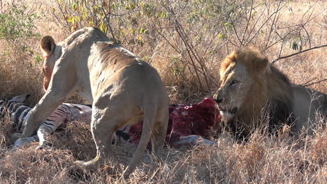 Lion-and-lioness-feed-on-zebra-kill-near-safari-vehicle,-close-view