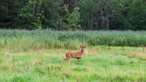 Male-Roe-Deer-Looking-At-The-Camera-While-Walking-In-The-Meadow-In-Tromoya-Island,-Arendal,-Norway
