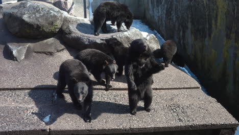 Osos-Negros-Asiáticos-Siendo-Alimentados-En-El-Zoológico-En-Gifu,-Japón---Cámara-Lenta